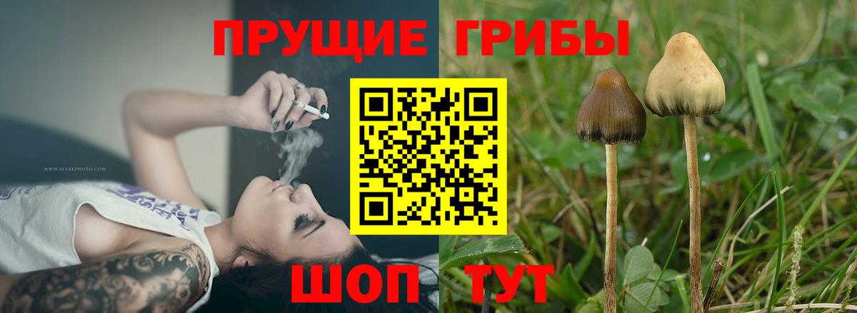 Вязники  Галлюциногенные грибы GOLDEN TEACHER  Вход с VPN  Галлюциногенные грибы MAGIC MUSHROOMS 